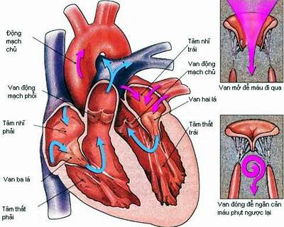 human-heart-cross-section_2