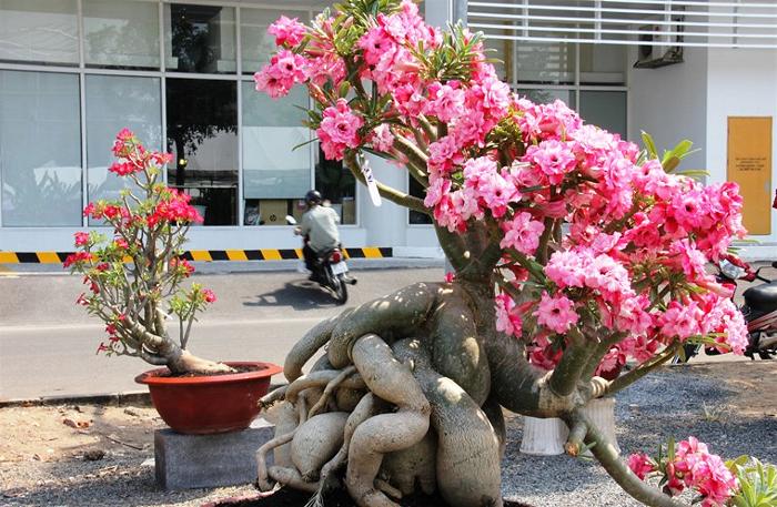 bonsai hoa sứ